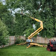 Best Tree Health Inspection  in Chestertown, MD