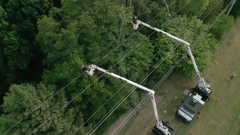 Best Emergency Tree Removal  in Chestertown, MD