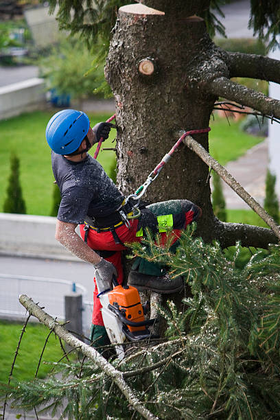 Best Tree Preservation Services  in Chestertown, MD