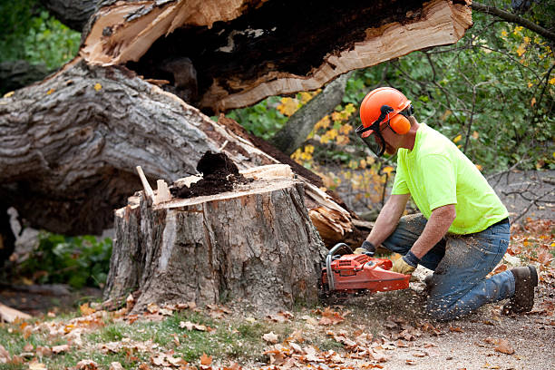 Best Lot and Land Clearing  in Chestertown, MD