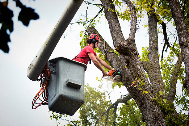 Best Palm Tree Trimming  in Chestertown, MD